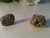 Natural Rough Pyrite 1 pc, Crystal, Stone