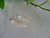 Clear Lemurian Seed Crystal 2 pcs -