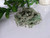 Reindeer Moss -