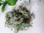Reindeer Moss -