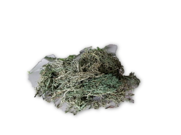 Reindeer Moss -