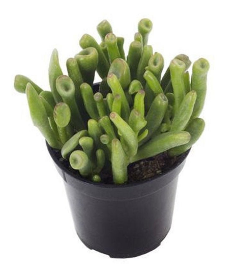 outdoor potted plant stands Plant Stand Indoor, Outdoor Wood Plant Stands For Multiple Plants, Pla main image 1