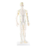 Meridian Acupoint Model