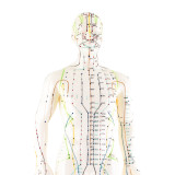 Meridian Acupoint Model