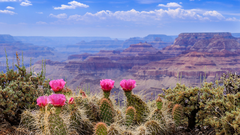 Discover Spa Products Inspired by the Arizona Desert and Native Medicinal Plants