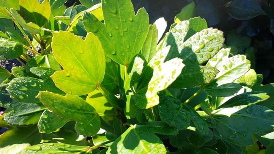 The Natural Healing Wonders of the Hwangchil Tree