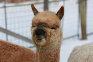 Alpaca Canada Open Farm Day