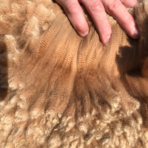 Fawn Alpaca Fleece