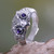 Amethyst and Silver Bird Ring 'Owl Wisdom' Amethyst and Silver Bird Ring 'Owl Wisdom'