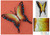 Hand Made Orange Butterfly Steel Wall Sculpture Mexico 'Soul of Happiness'