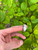 Jak Ring