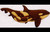 WHALE OF A PAIR INTARSIA PATTERN