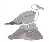 GULL STANDING INTARSIA PATTERN