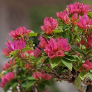 How to Care for Your Bonsai in Winter