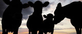 JARVIS® Stunners for Humane Animal Handling