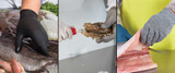 6 BPD Products for Seafood Processors