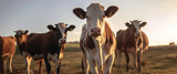 How Stunners are Part of a Humane Animal Slaughter Process