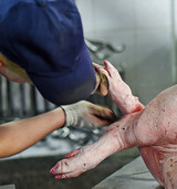 Post-Slaughter Handling