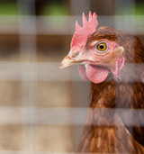Poultry-Specific Handling