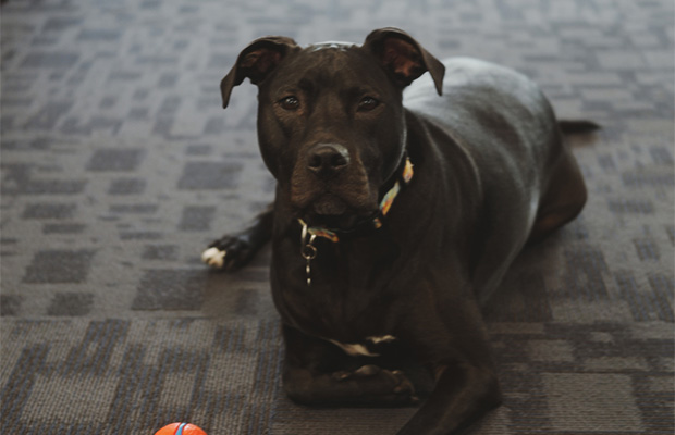 dog