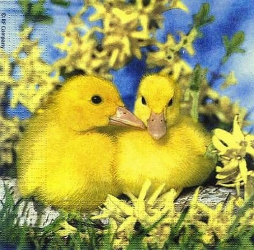 Ducklings in a Forsythia Bush pack of 20 pcs Lunch Napkins Ducklings in a Forsythia Bush pack of 20 pcs Lunch Napkins