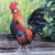 Beautiful Napkins featuring Proud rooster Photograph in Yard