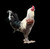 Belgian Liege Fighter Rooster Belgian Liege Fighter Rooster
