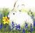White Bunny Rabbit in field with Daffodil and Hyacinths White Bunny Rabbit in field with Daffodil and Hyacinths