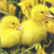 Two fluffy Ducklings brilliant colors Paper Lunch Napkins by STEWO pack of 20 pcs Two fluffy Ducklings brilliant colors Paper Lunch Napkins by STEWO pack of 20 pcs