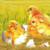 Baby Poults Hatched Chicks Napkins pack of 20 pcs