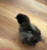 BBS Silkie (Blue, Black or Splash split) BBS Silkie (Blue, Black or Splash split)