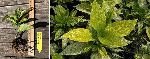 What is a Bare Root Liner Plant? What is a Bare Root Liner Plant?