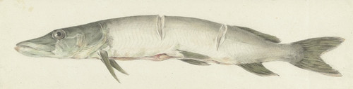Digital Print - Snoek, met twee inkepingen op de rug by Jean Bernard