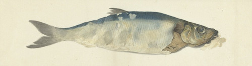 Digital Print - Vis, deels vergaan by Jean Bernard