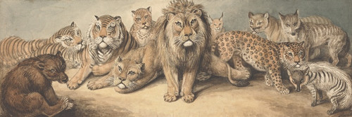Digital Print - Animals of the Cat Family, with a Bear and Foxes by Samuel Howitt