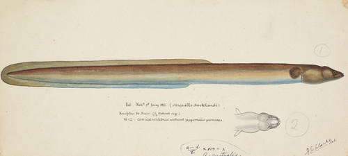 Digital Print - Anguilla dieffenbachii by Frank Edward Clarke