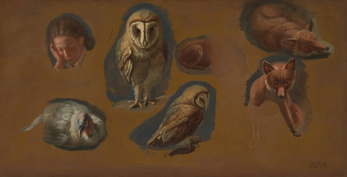 Digital Print - Studies of a Fox, a Barn Owl, a Peahen, and the Head of a Young Man by Jacques-Laurent Agasse