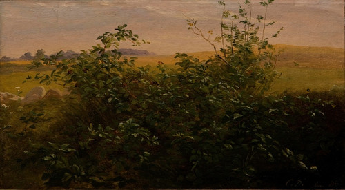Digital Print - Hedge with blackberry by Carlo Dalgas