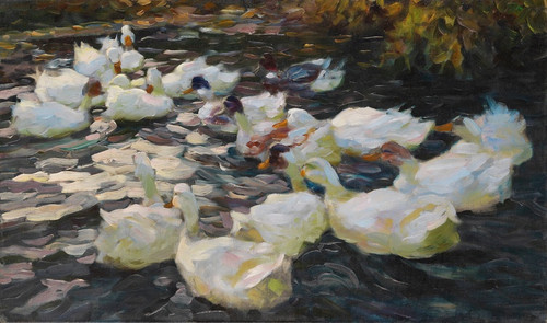 Digital Print - Ducks in the evening sun by Alexander Koester