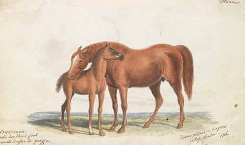 Digital Print - Brood Mare and Third Foal, with Marks of Quagga by Charles Hamilton Smith