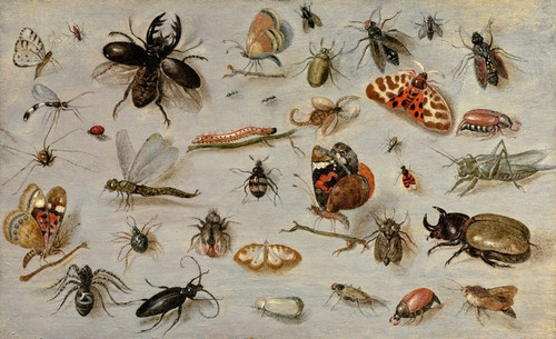Digital Print - A Study of Butterflies, Moths, Spiders, and Insects by Jan Van Kessel The Elder