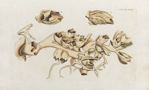 Digital Print - Icones rerum naturalium, ou figures enlumines d'histoire naturelle du nord Pl.10 by Peder Ascanius