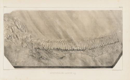 Digital Print - Recherches sur les poissons fossiles Pl.056 by Louis Agassiz
