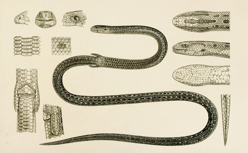 Digital Print - Reptiles II by Frederick McCoy