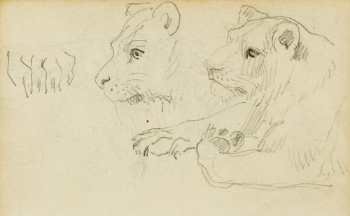 Digital Print - Studies of the head and forelegs of a lioness by Thodore Gricault