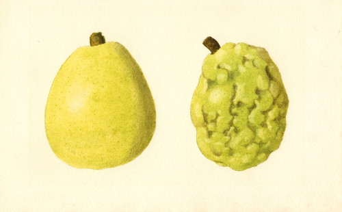 Digital Print - Pyrus communis: Anjou by James Marion Shull