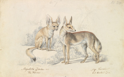 Digital Print - Fennec of Bruce and Red Backed Fennec by Charles Hamilton Smith