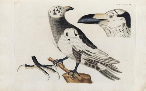 Digital Print - Icones rerum naturalium, ou figures enlumines d'histoire naturelle du nord Pl.08 by Peder Ascanius