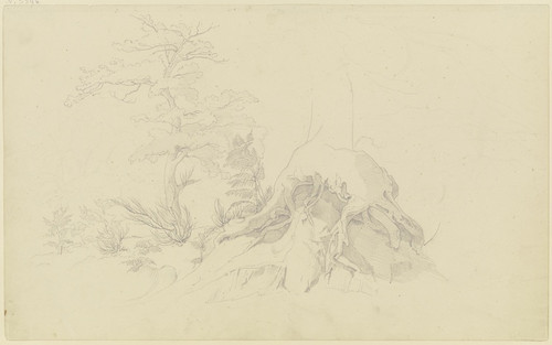 Digital Print - Exposed tree root by August Lucas