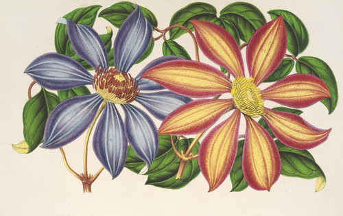 Digital Print - Clematis patens (var. atropurpurea et violacea) by Charles Antoine Lemaire